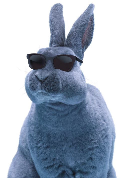 Bunny Image